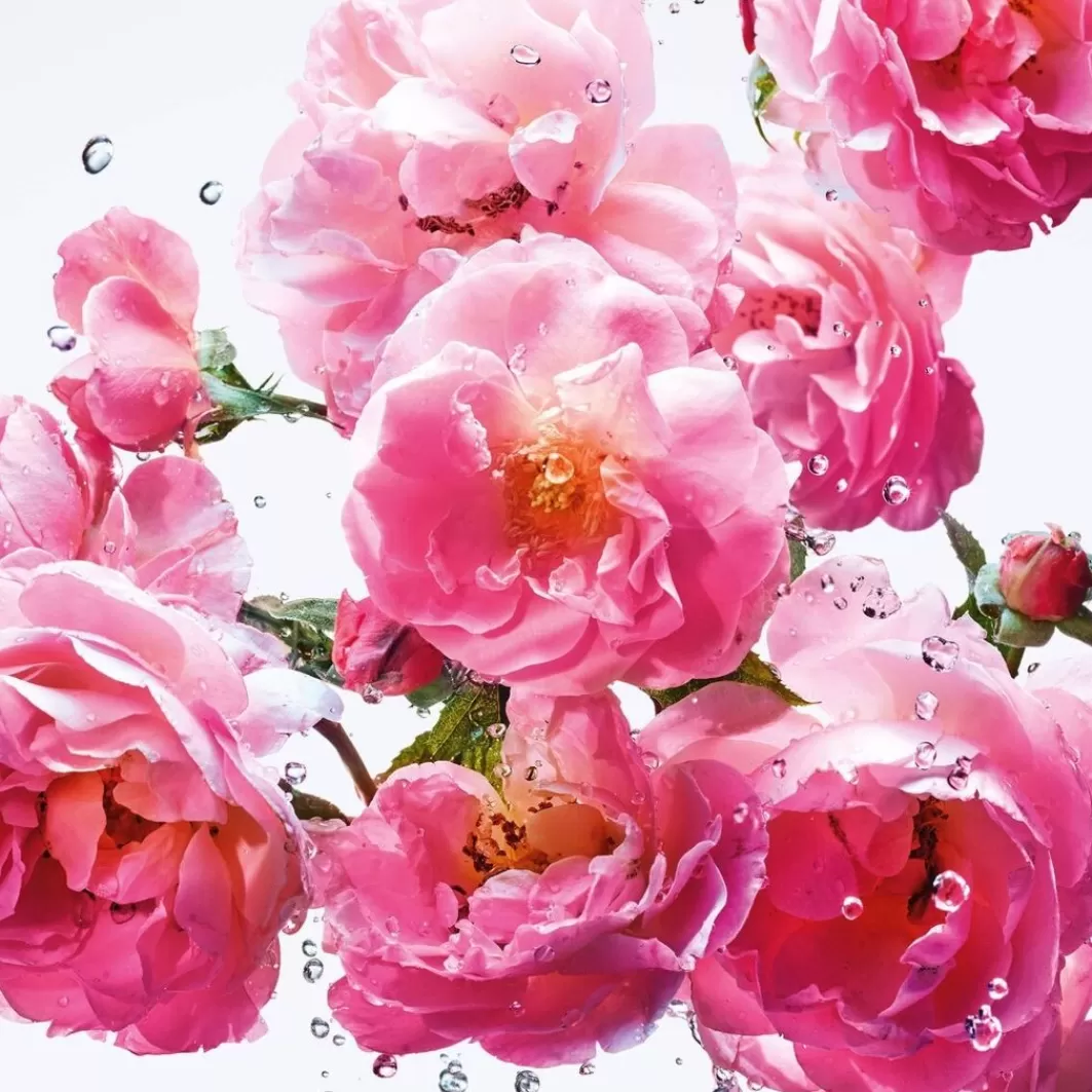 Miss Miss Rose N'Roses>DIOR Shop